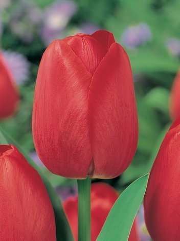 Tulpe (Tulipa) Rot am billigsten