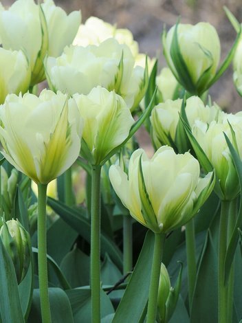 Tulpe (Tulipa) 'Spring green'