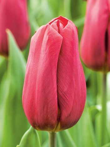 Tulpe (Tulipa) 'Strong Love'