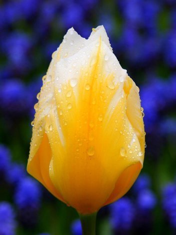 Tulpe (Tulipa) 'Sweetheart'