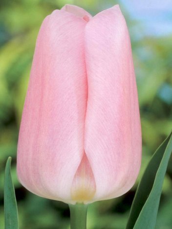 Tulpe (Tulipa) 'Synaeda Amor'