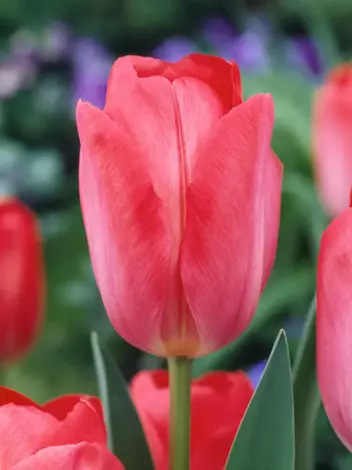 Tulpe (Tulipa) 'Van Eijk' 3 St.