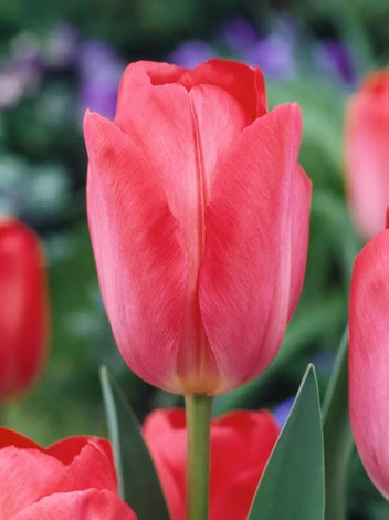 Tulpe (Tulipa) 'Van Eijk' 3 St.