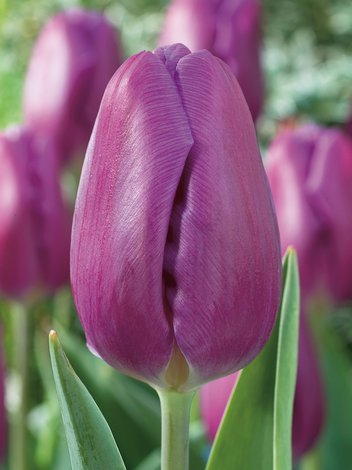 Tulpe (Tulipa) Violett am billigsten