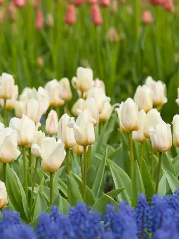 Tulpe (Tulipa) 'White Fire'