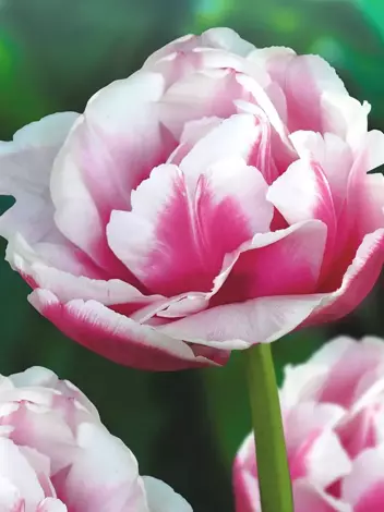 Tulpe (Tulipa) 'Wirosa' 