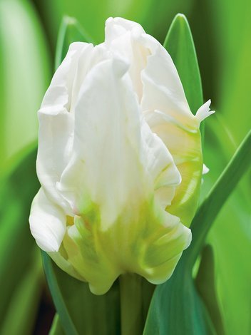 Tulpe (Tulipa) 'Witte Rebel'