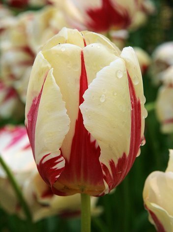 Tulpe (Tulipa) 'World Expression'