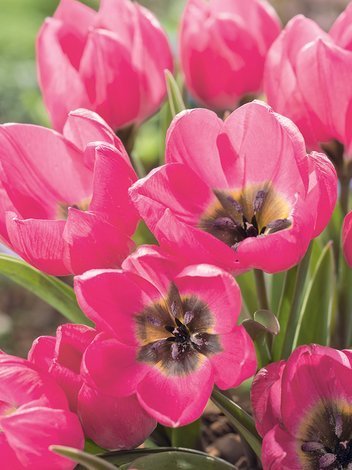 Tulpe (Tulipa violacea) 'Black Base'