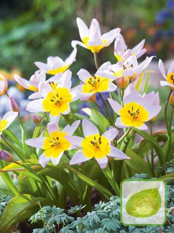 Tulpe billig Saxatilis