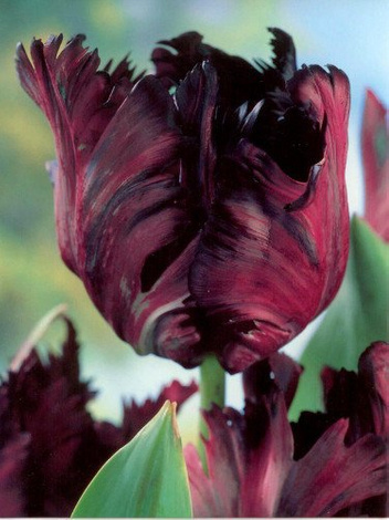 Tulpe billig (Tulipa) 'Black Parrot'