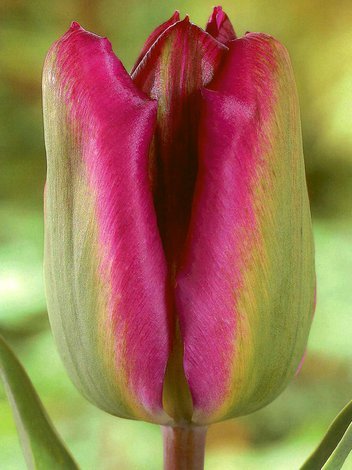 Tulpe billig (Tulipa) 'Nightrider'