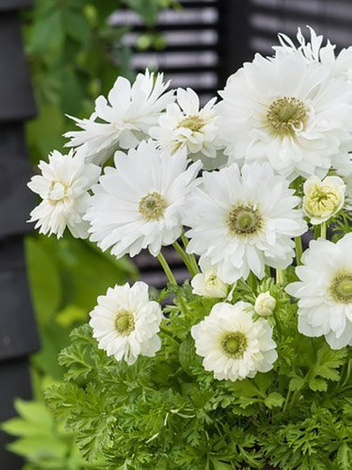 Windrösche (Anemone coronaria) 'Mount Everest'