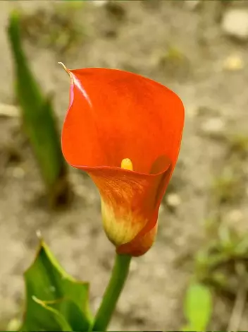 Zantedeschia (Calla) Orange