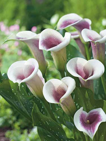 Zantedeschia (Calla)  'Picasso'
