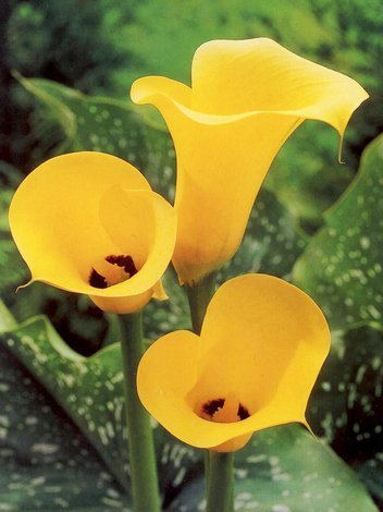 Zantedeschia (Calla) Yellow