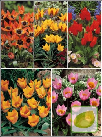 Zestaw Tulipany Botaniczne 2