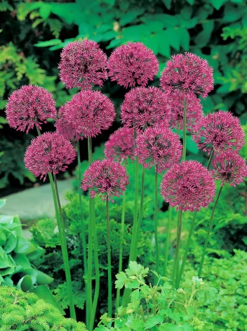 Zierlauch (Allium) 'Aflatunense'