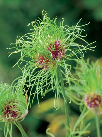 Zierlauch (Allium) 'Hair'