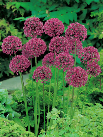 Zierlauch (Allium) 'Purple Sensation'