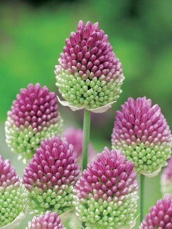 Zierlauch (Allium) 'Sphaerocephalon'