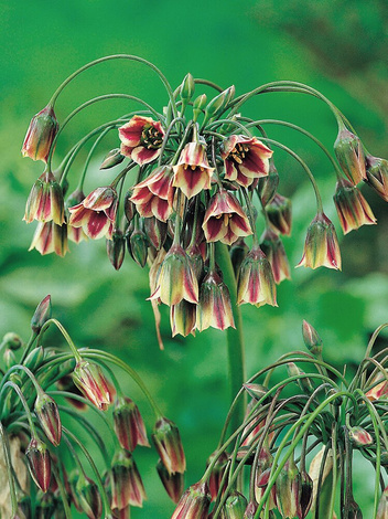 Zierlauch (Allium siculum)