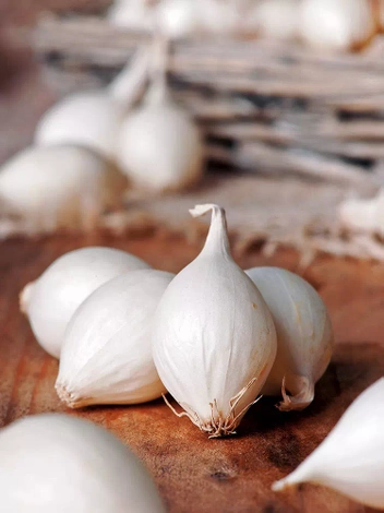 Zwiebel 'Snowball' (Allium cepa)