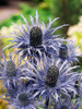 Alpen-Mannstreu  (Eryngium alpinum)