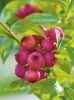 Amerikanische Heidelbeere (Vaccinium corymbosum) ‘Pink Lemonade’