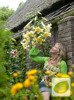 Baumlilie (Lilium) Honeymoon