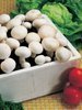 Champignon weiß (Aaricus) für den eigenen Pilzanbau im Haus