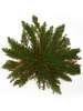 Jerichorose (Selaginella lepidophylla) - Symbol für Glück und Liebe