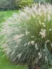 Lampenputzergras (Pennisetum alopecuroides) 'Hameln'