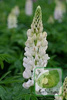 Lupine (Lupinus) Mix