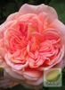 Róża (Rosa) Alchymist