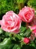 Róża (Rosa) Queen Elizabeth