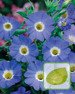 Samen Glockenwinde Blau (Nolana grandiflora)