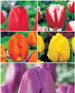 Satz Tulpen Triumph bunt 25 St.