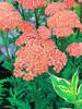 Schafgarbe (Achillea) 'Altrosa'