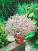 Schleierkraut  (Gypsophylla pacifica) 'Pink'