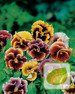 Stiefmütterchen Rokoko Mix (Viola tricolor var. hortensis)
