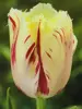Tulpe (Tulipa) 'Carrousel'