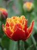 Tulpe (Tulipa) 'Gold Dust'