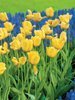 Tulpe (Tulipa) 'Golden Apeldoorn'
