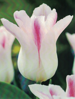 Tulpe (Tulipa) 'Holland Chic'