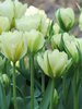 Tulpe (Tulipa) 'Spring green'