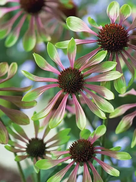 Sonnenhut  Echinacea purpurea Green Twister