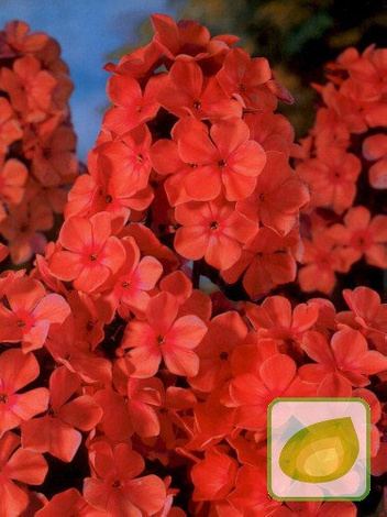 Flammenblume (Phlox) Orange Perfection