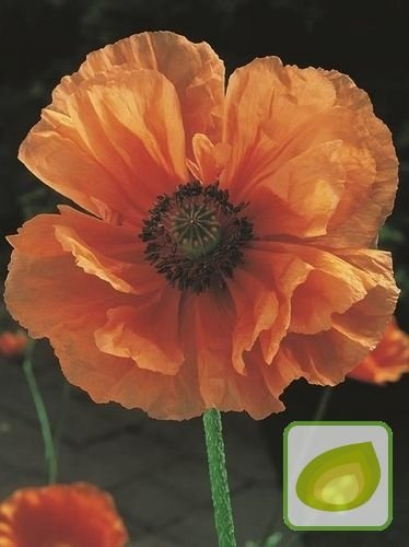 Mak (Papaver) Harvest Moon