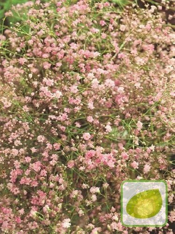 Gipskraut (Gypsophylla) Pink